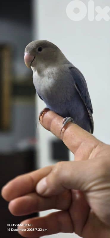 روز مروض بعدو عم ينفطم صحة دهب وريش كامل ٥٥دولار مع قفص رقم:71251321 3