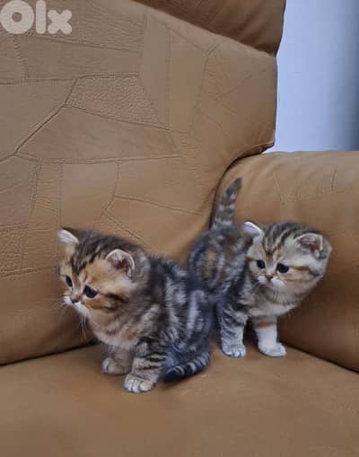 British shorthair kittens for sale