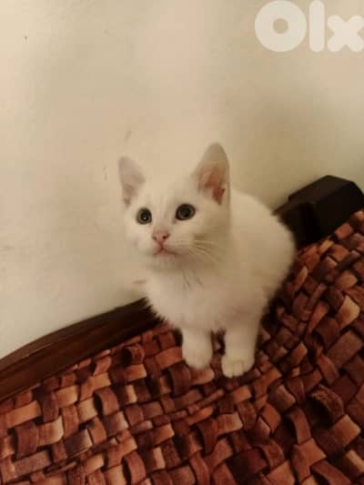 عين الرماني  بيروت