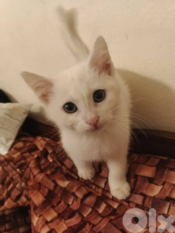 عين الرماني  بيروت 1