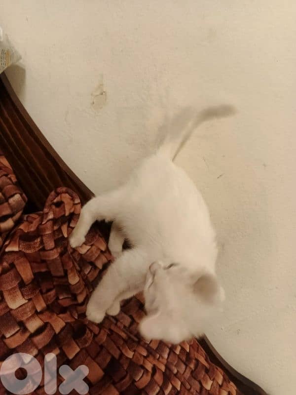 عين الرماني  بيروت 3