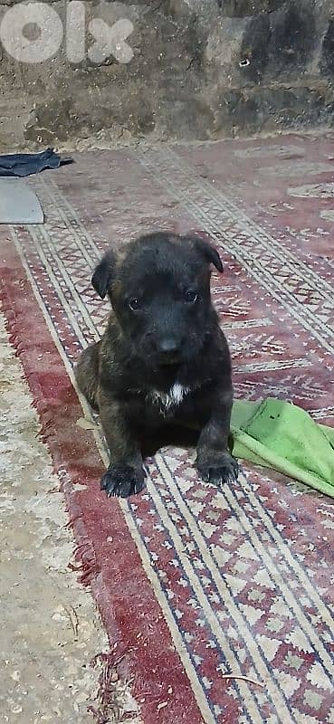 mallinios puppies and deutch for sale