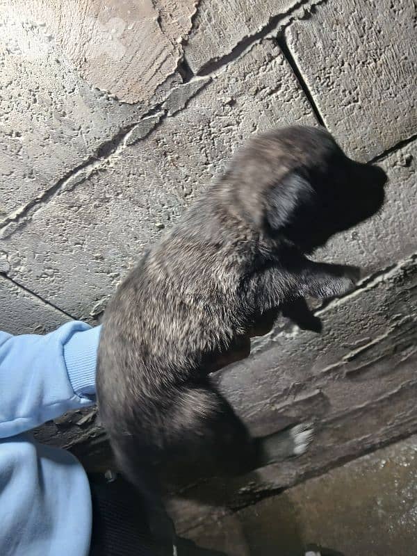 mallinios puppies and deutch for sale 1