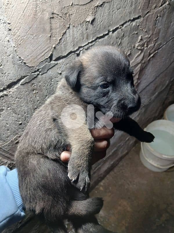 mallinios puppies and deutch for sale 2