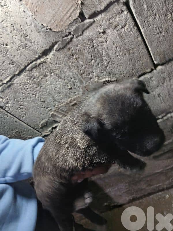 mallinios puppies and deutch for sale 3