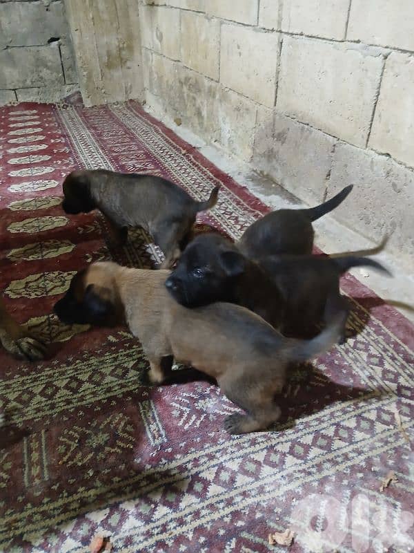 mallinios puppies and deutch for sale 4