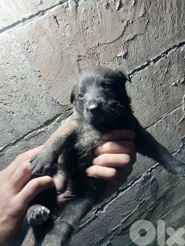 mallinios puppies and deutch for sale 5