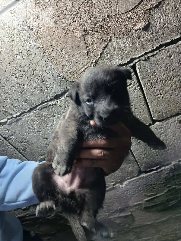 mallinios puppies and deutch for sale 6