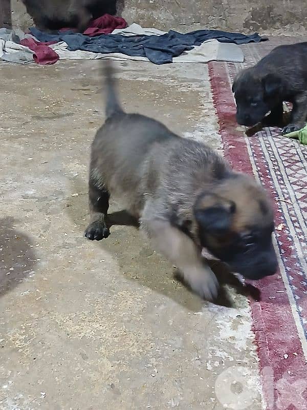 mallinios puppies and deutch for sale 7