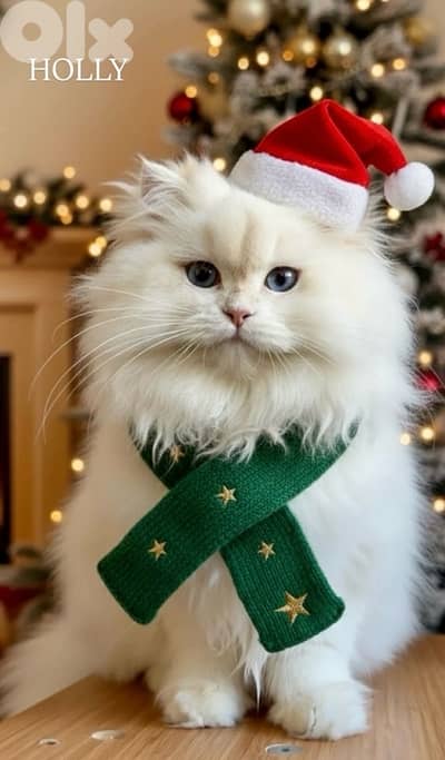 golden british point