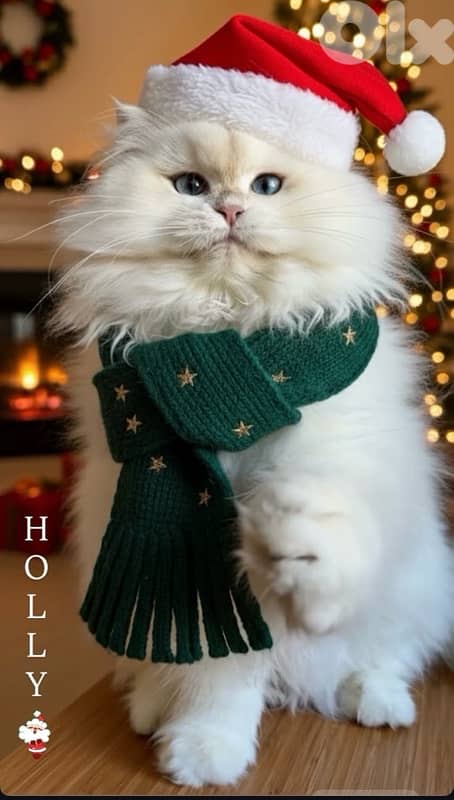 golden british point 1