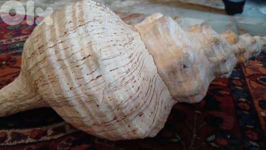 صدفه ضخمه