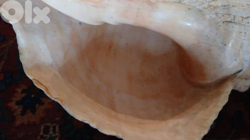 صدفه ضخمه 2