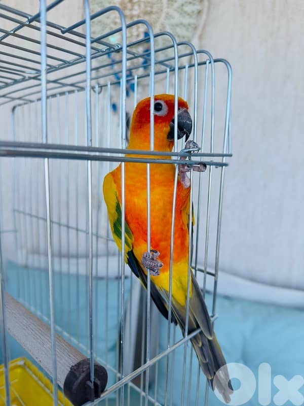 Parrot Rio 1