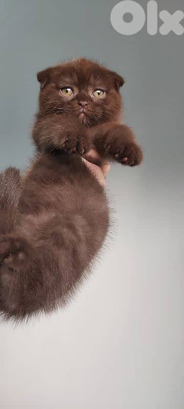 brown scottish fold