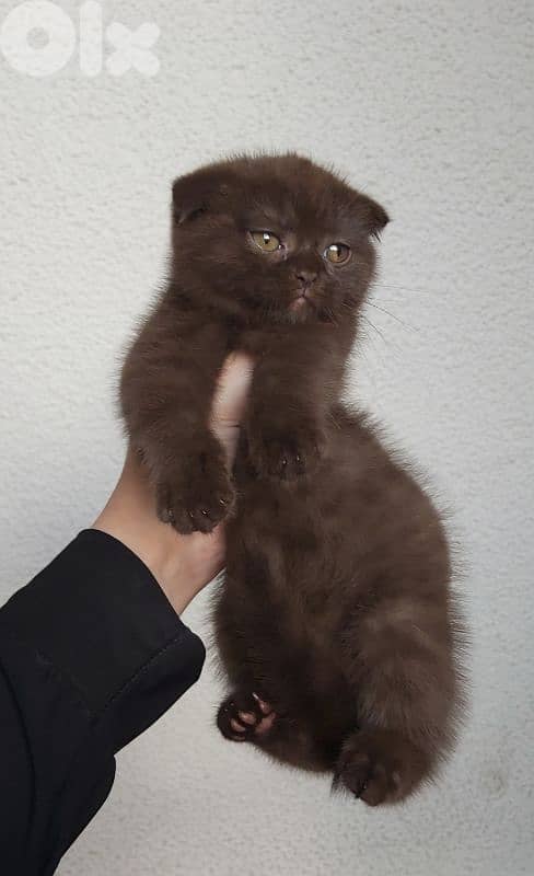 brown scottish fold 1