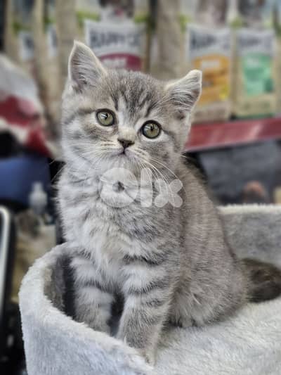 British Tabby short hair kitten Available in Store/ Delivery