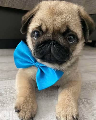 Pug Puppies Available in Store & Delivery/Imported