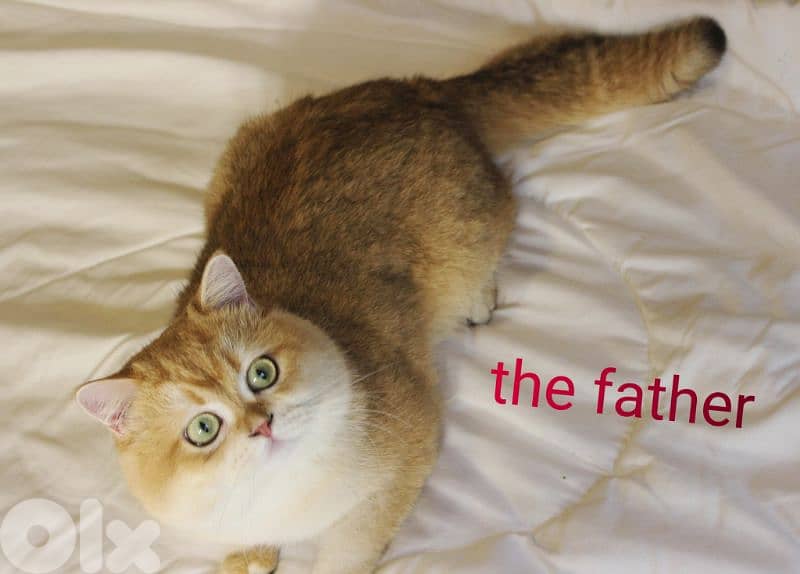 golden and silver chinchilla ara available. 3