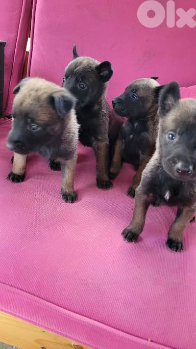 cutest malinois belgian puppy for sale