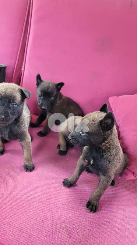cutest malinois belgian puppy for sale 1