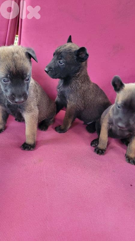 cutest malinois belgian puppy for sale 2