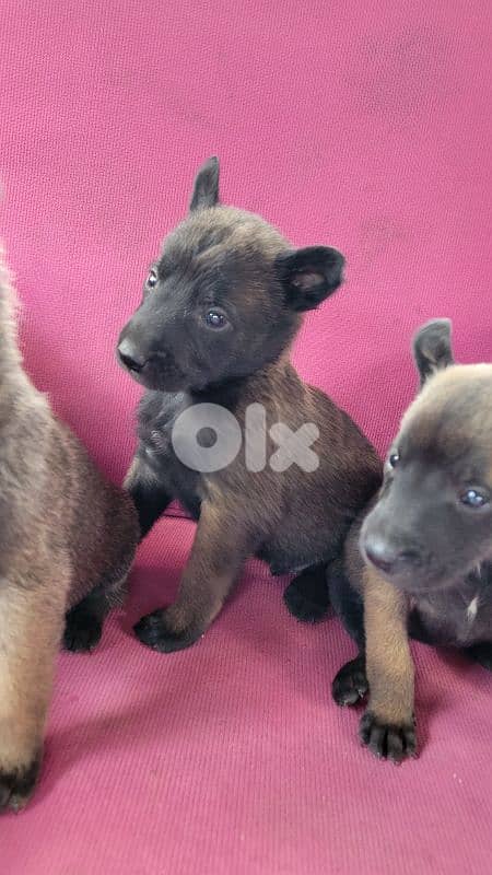 cutest malinois belgian puppy for sale 3