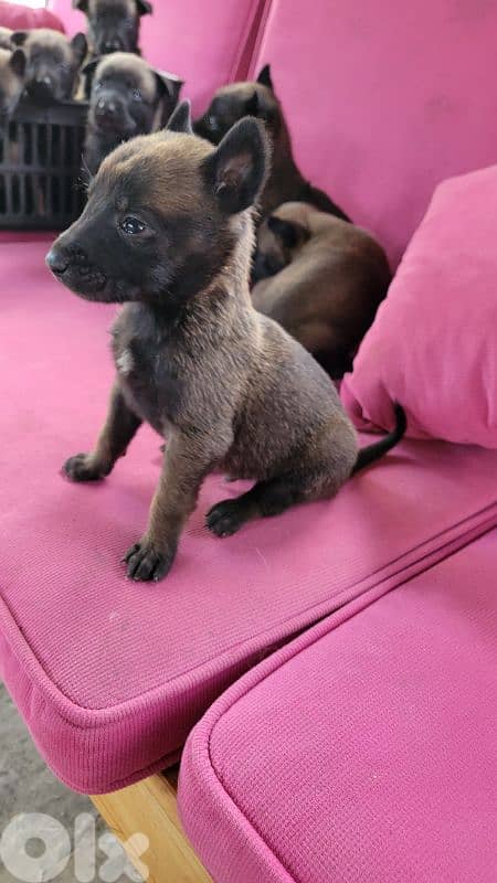 cutest malinois belgian puppy for sale 4