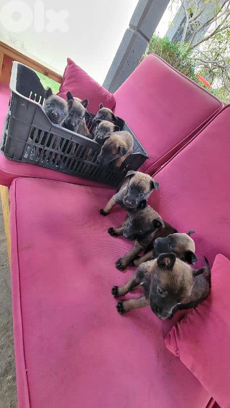 cutest malinois belgian puppy for sale 5