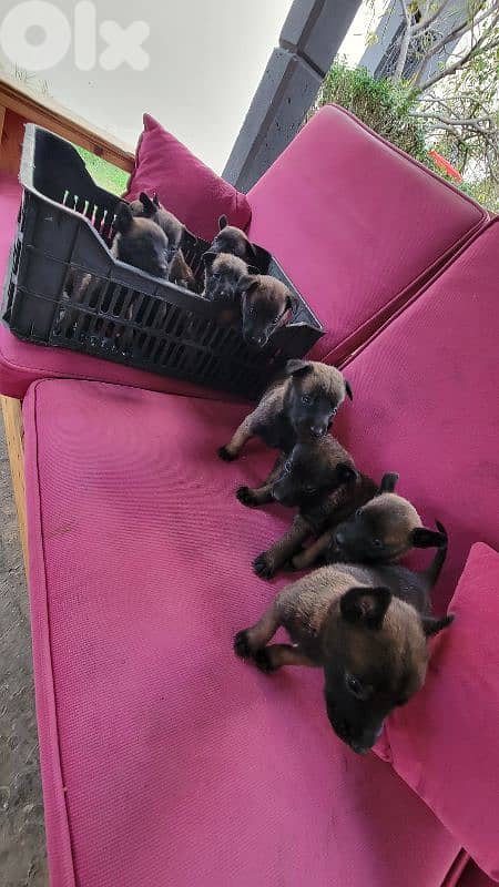 cutest malinois belgian puppy for sale 6