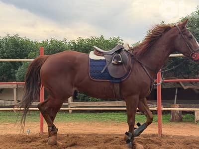 ‏Thoroughbred mare for sale $7000فرس إنكليزية للبيع