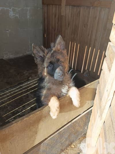 German shepherd full black german shepherd