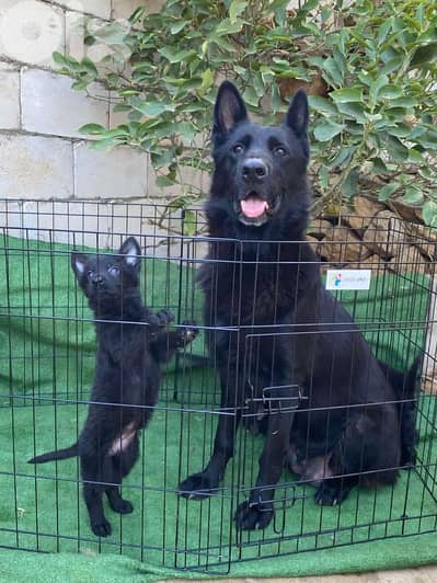 German puppies full vaccinated . ahl abtal lbnen sg1 males & females