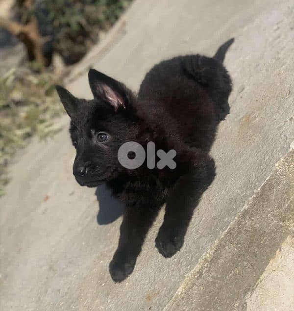 German puppies full vaccinated . ahl abtal lbnen sg1 males & females 1