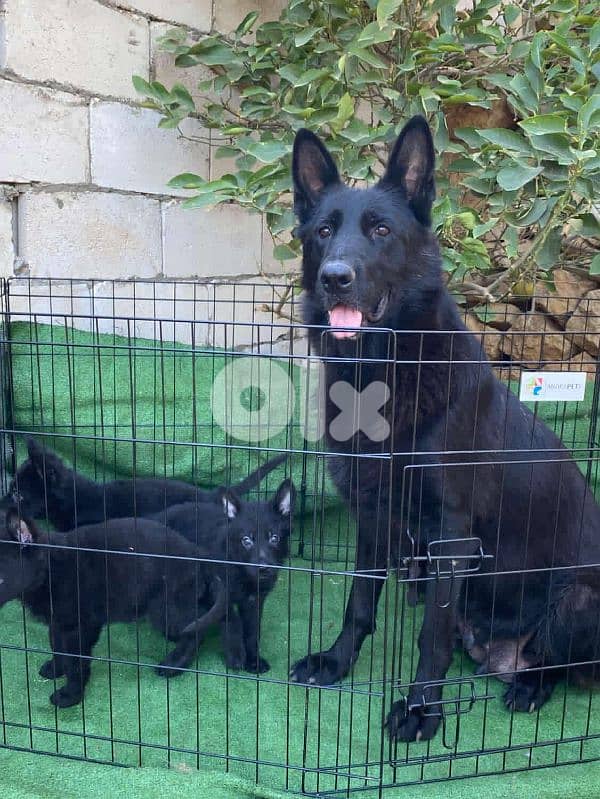 German puppies full vaccinated . ahl abtal lbnen sg1 males & females 2