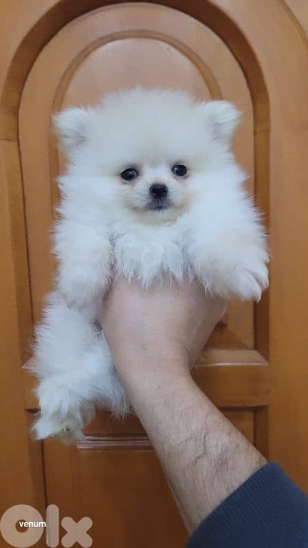 pomeranian toy 2