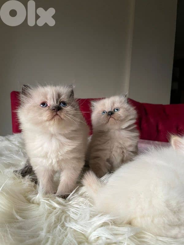 صور مفرق معركه 13