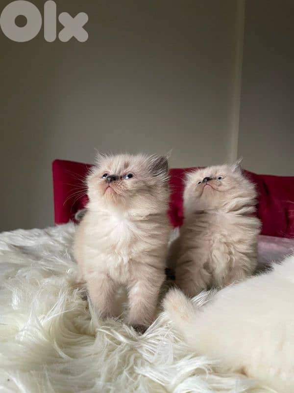 صور مفرق معركه 14