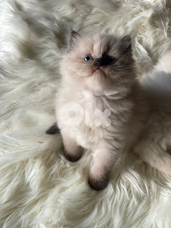 صور مفرق معركه 15