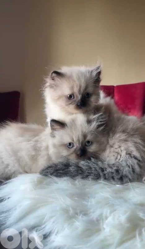 صور مفرق معركه 16