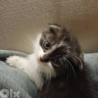 scotch fold and persian