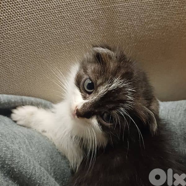 scotch fold and persian 1