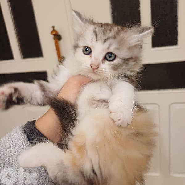 scotch fold and persian 3