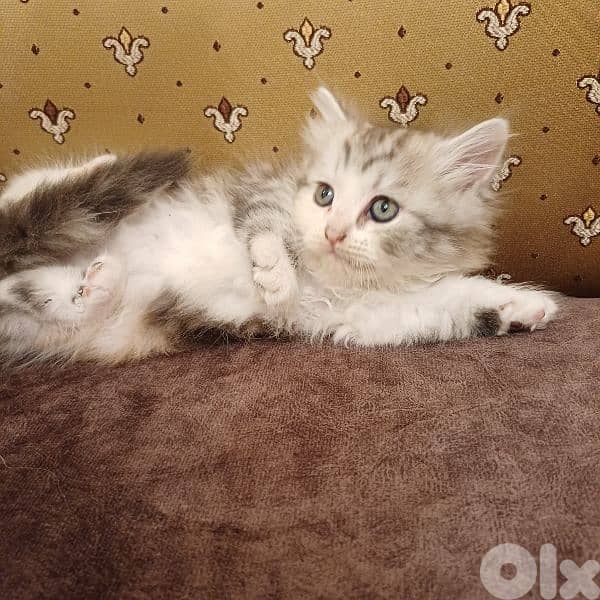 scotch fold and persian 4