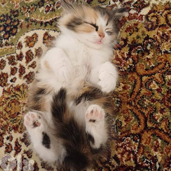 scotch fold and persian 5