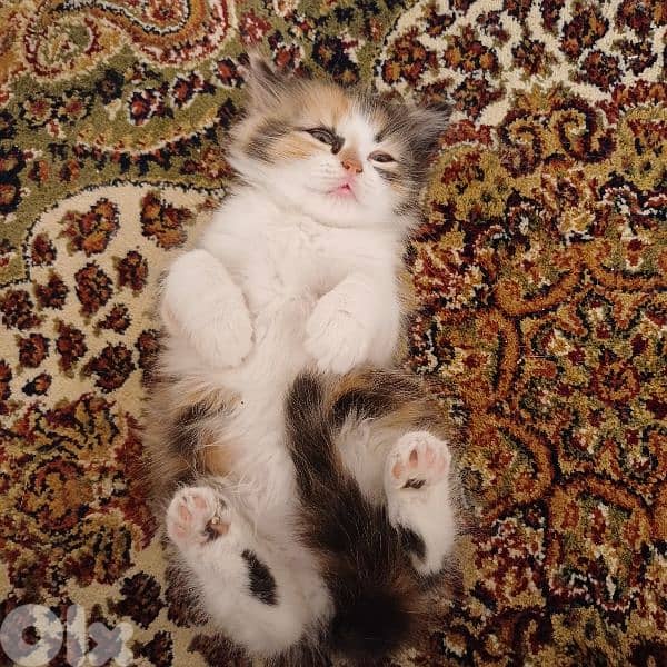 scotch fold and persian 6