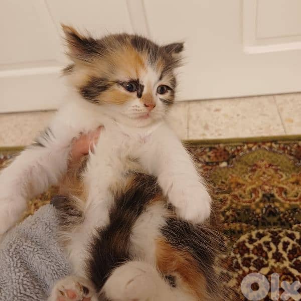 scotch fold and persian 7