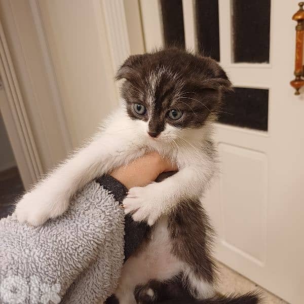 scotch fold and persian 8