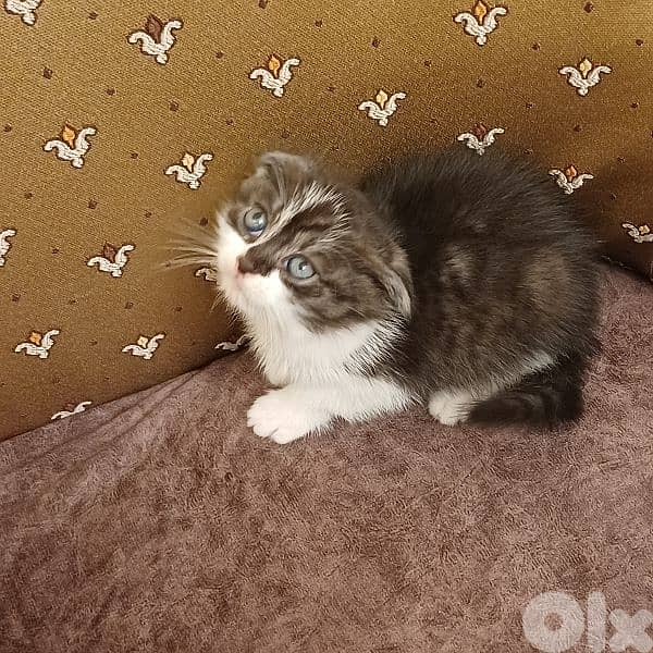 scotch fold and persian 10