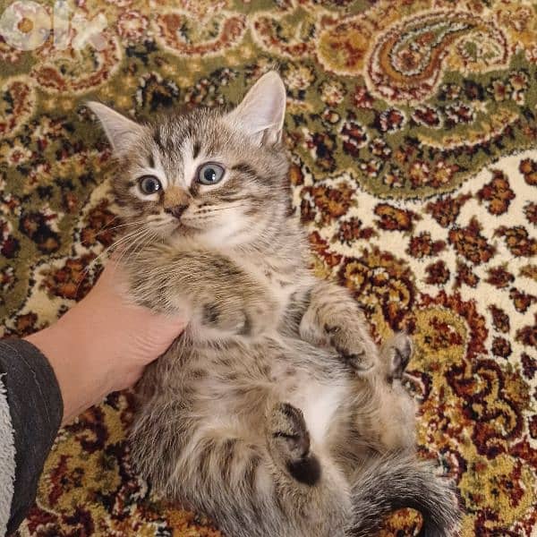 scotch fold and persian 11